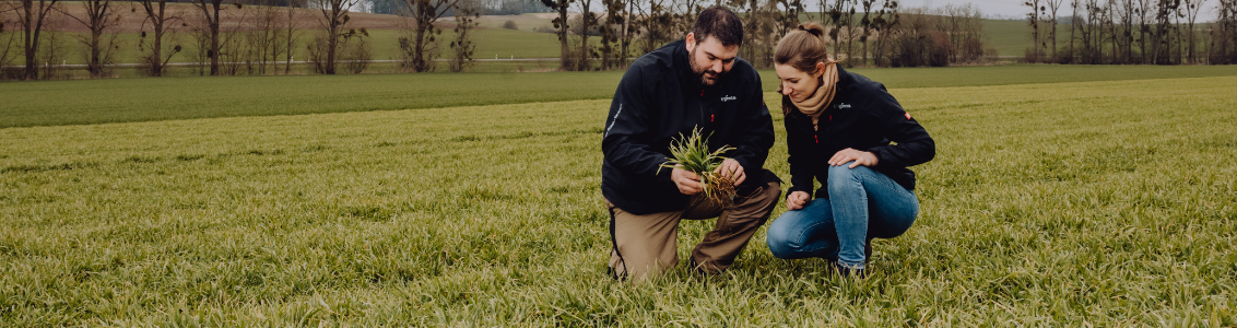 agronomists_looking_at_crop_of_hybrid_barley