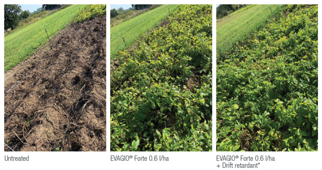 Evagio Forte treated vs untreated