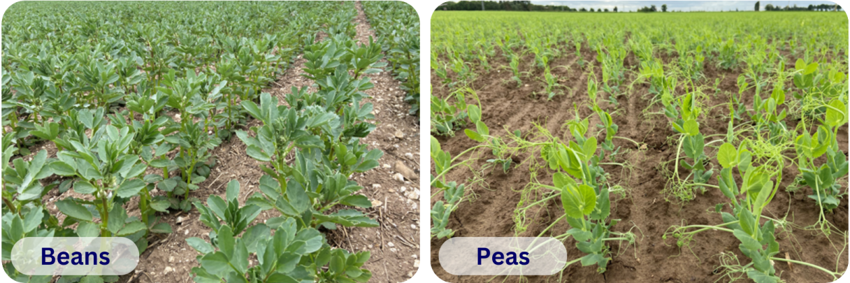 Peas and beans