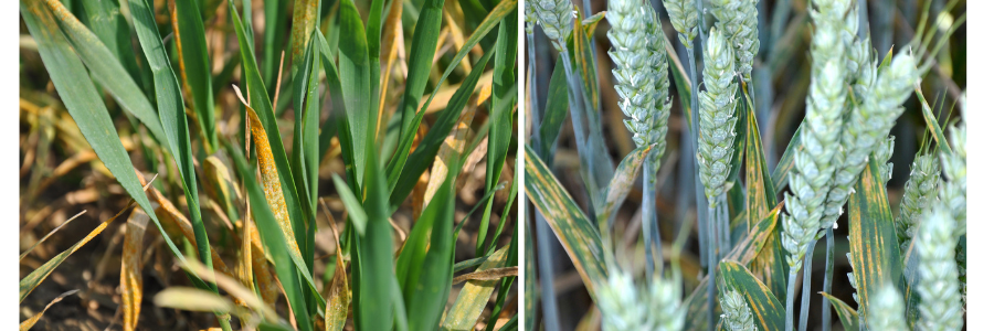 The last thing you want is for yellow rust to get onto the flag, leaf says David King of Syngenta, which is why it needs halting early 