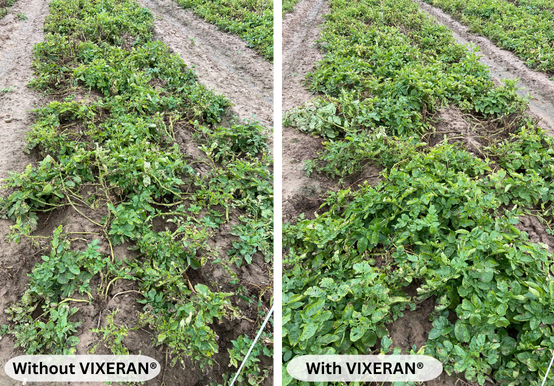 VIXERAN untreated vs treated in potatoes