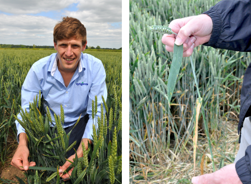 The aim of the T1 fungicide is to hold back the spread of disease up the crop, says Joe Bagshaw