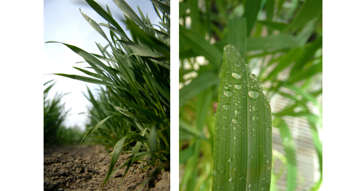 Timely spraying can be aided by nozzle choice, says Joe