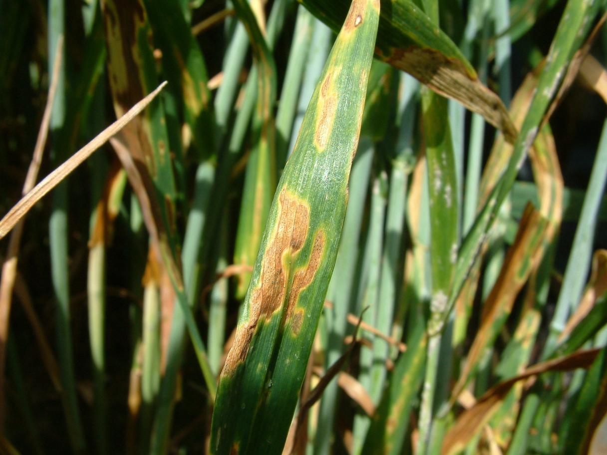 Septoria on wheat 