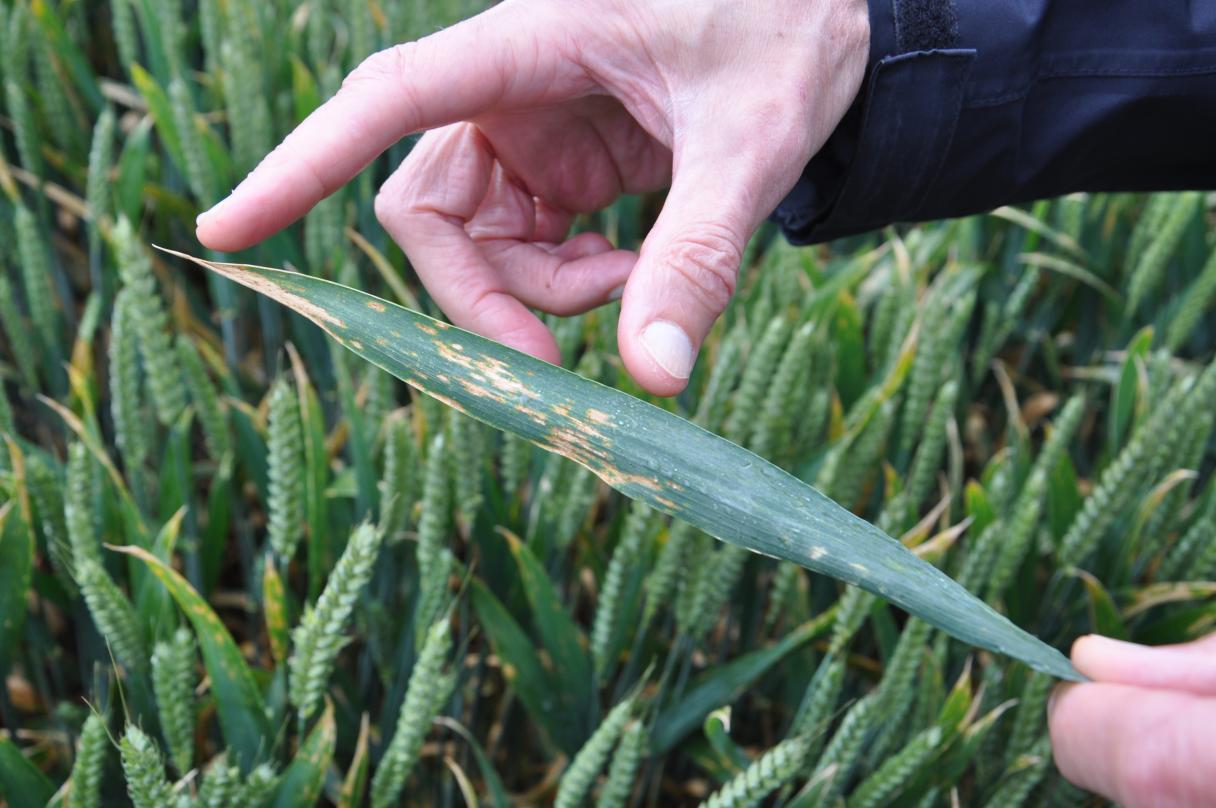 Septoria infection towards leaf