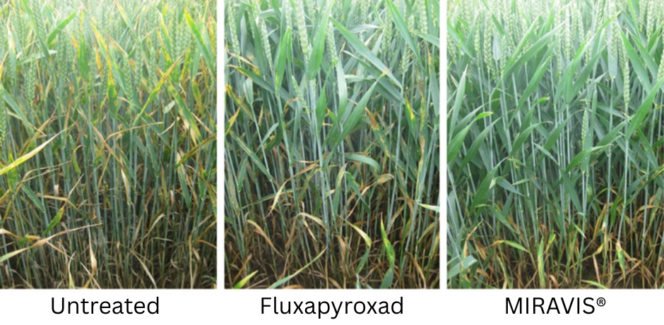 Wheat Untreated vs Fluxapyroxad vs Miravis