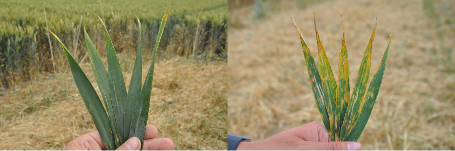 Untreated vs Miravis Septoria in Wheat