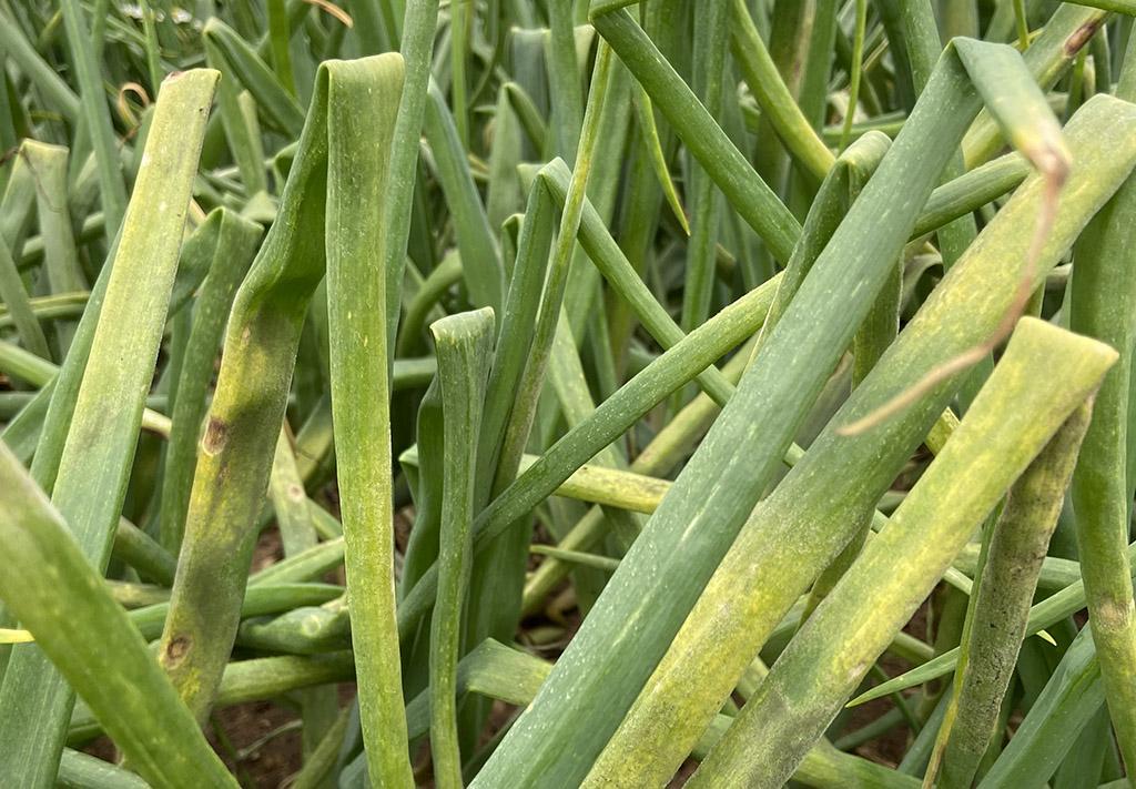 Onion downy mildew