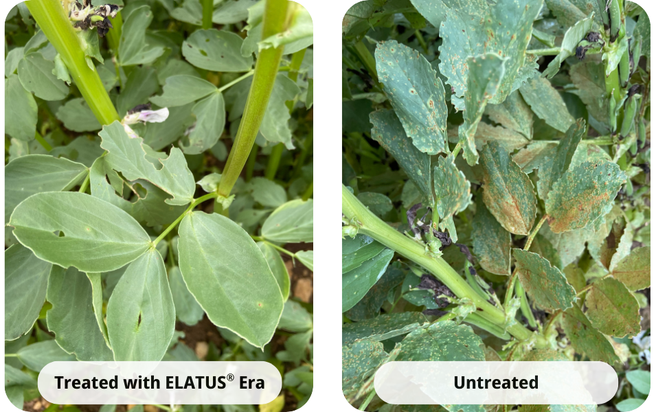 Bean rust treated with Elatus Era vs untreated