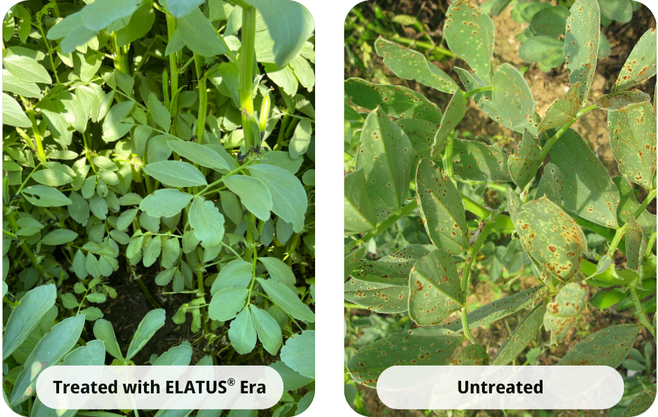 Chocolate spot treated with Elatus Era vs untreated