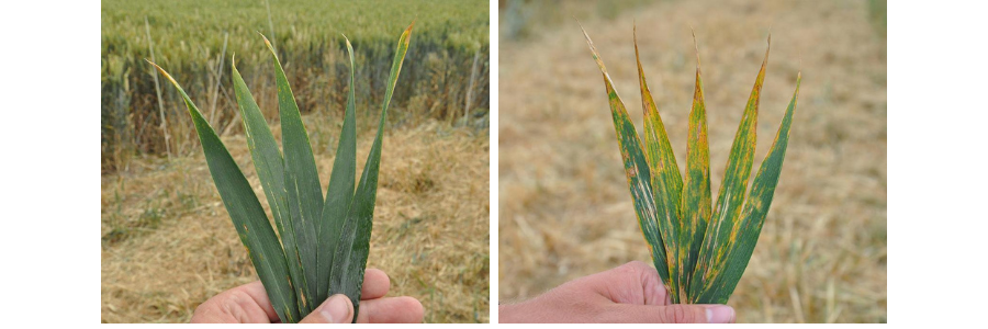 Miravis Plus vs Untreated