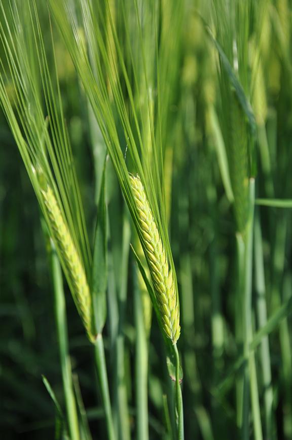 Spring barley