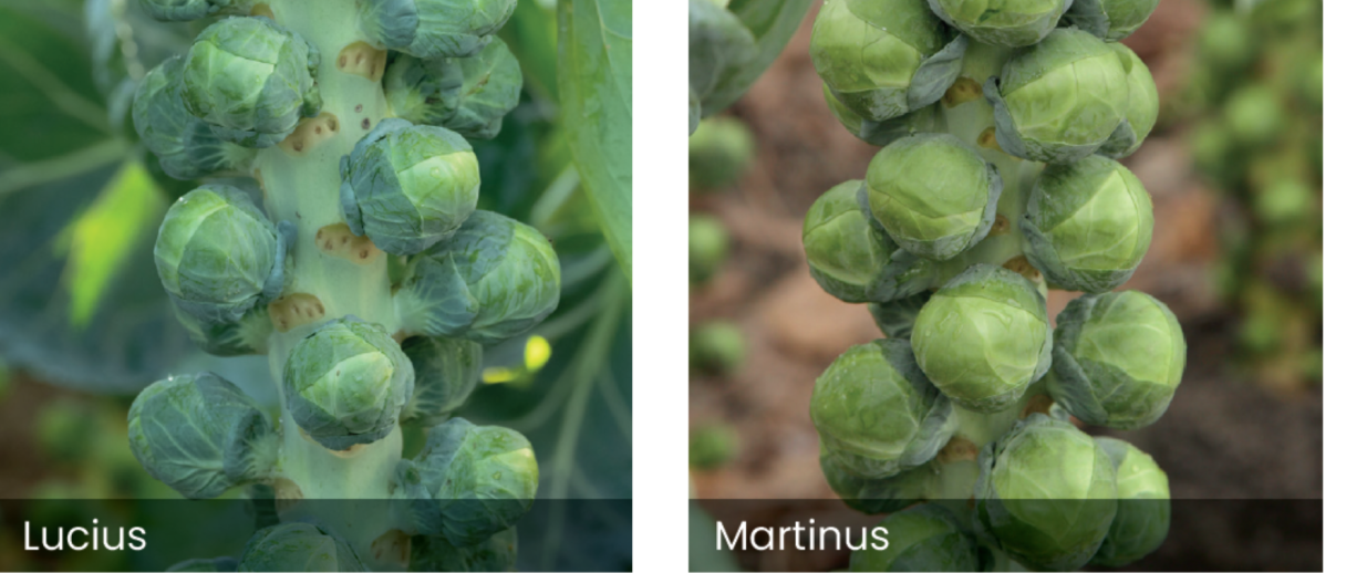 Lucius and Martinus
