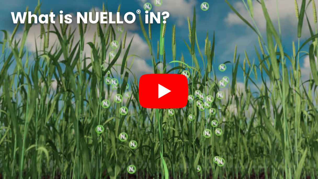 What is Nuello iN?