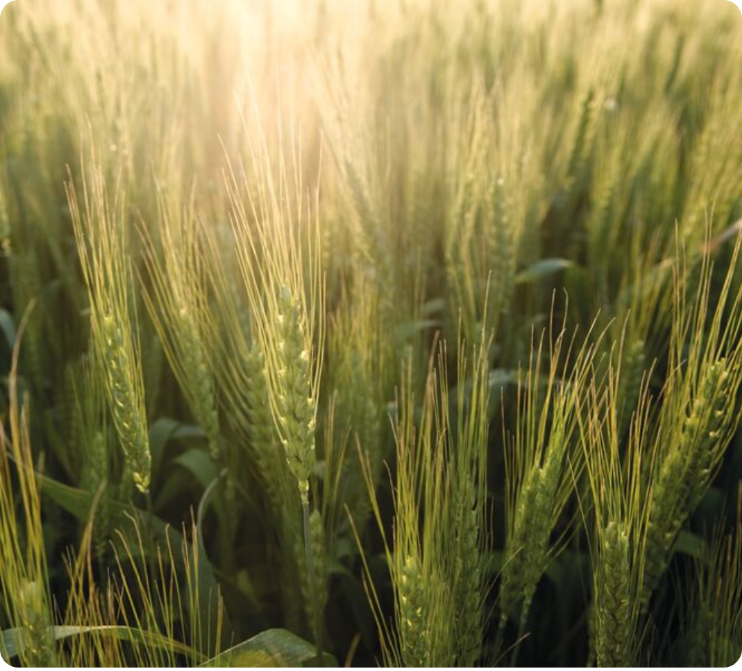Spring barley