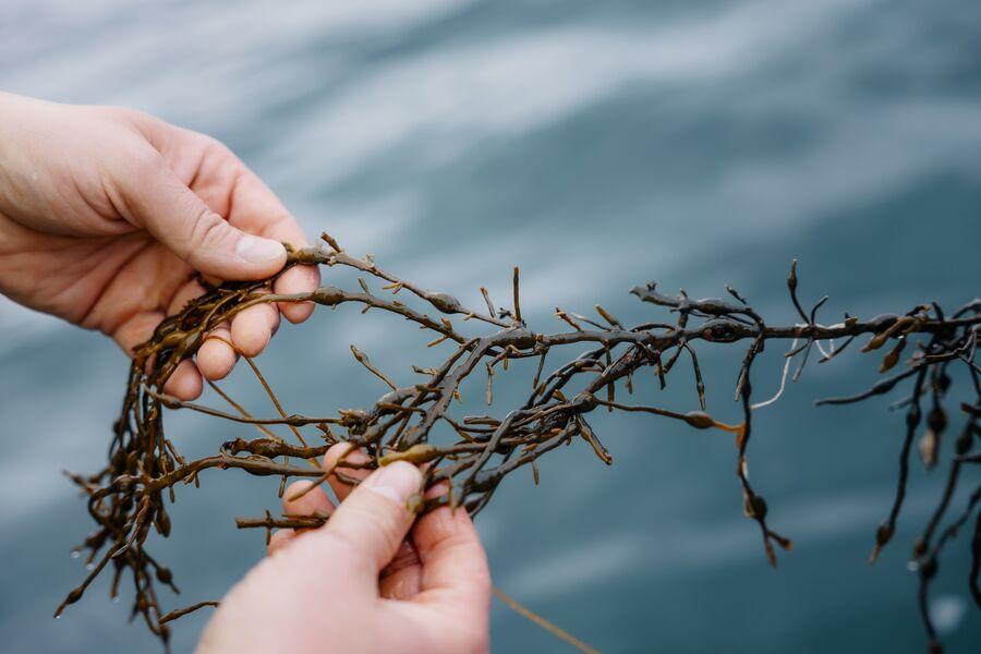 Hands and Ascophyllum nodosum