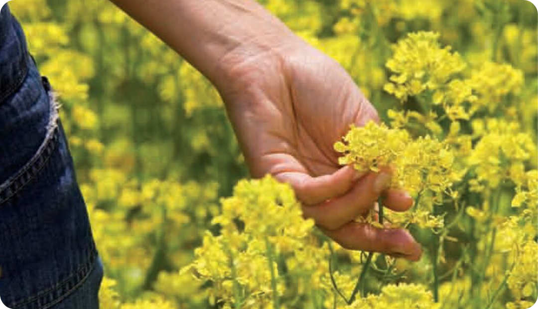 OSR