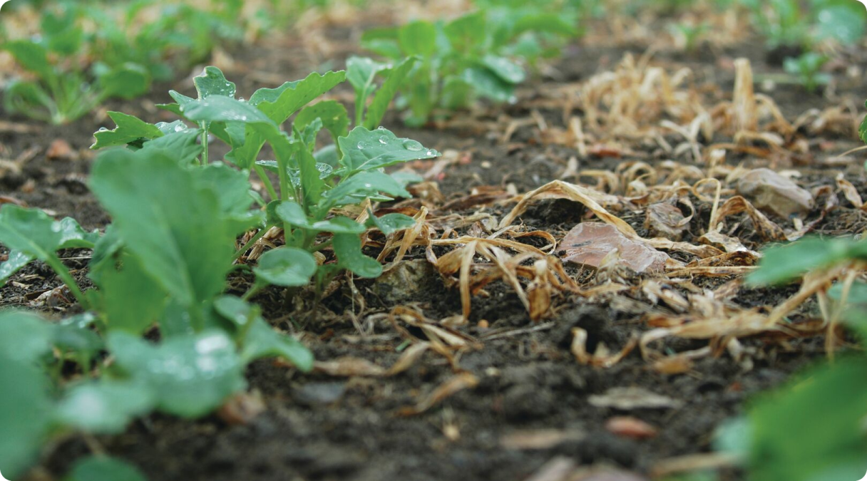 OSR seedlings