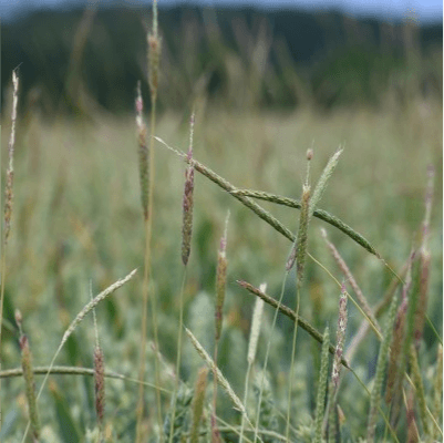 Cereals crop with black-grass weeds. 172% rise in black-grass seed return growing regular instead of hybrid barley